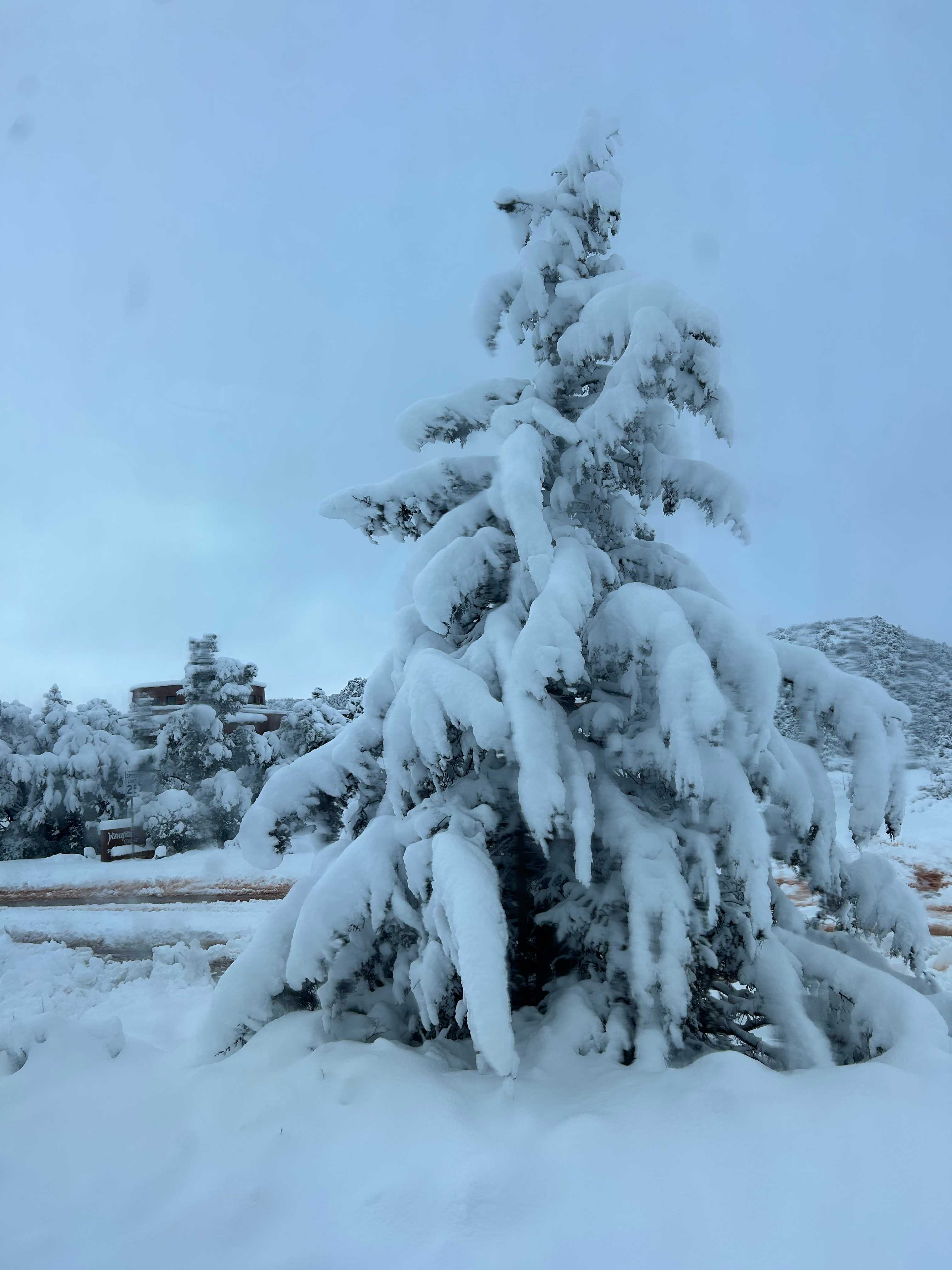 sedona tree after snow fall